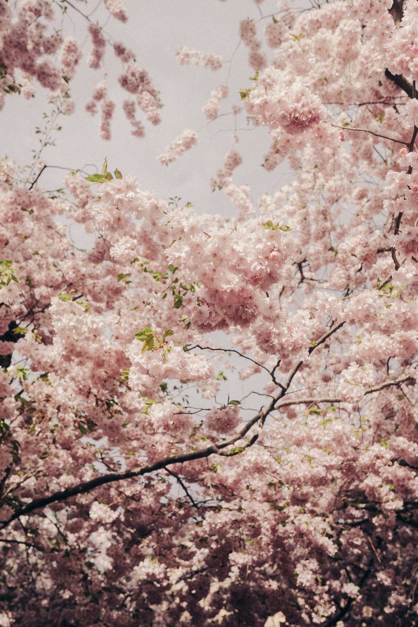 Cherry blossoms
